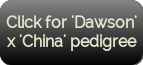 Click for 'Dawson' x 'China' pedigree