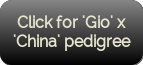 Click for 'Gio' x 'China' pedigree