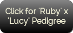 Click for 'Ruby' x 'Lucy' pedigree