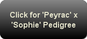 Click for 'Peyrac' x 'Sophie' Pedigree